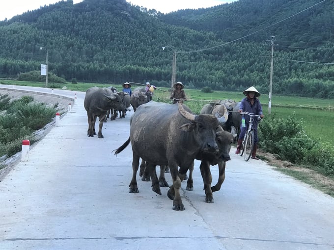 1-152739_321.jpg Ở Bình Định hình thành nhiều làng nuôi trâu như nghề truyền trống 'cha truyền con nối'. Ảnh: V.Đ.T.