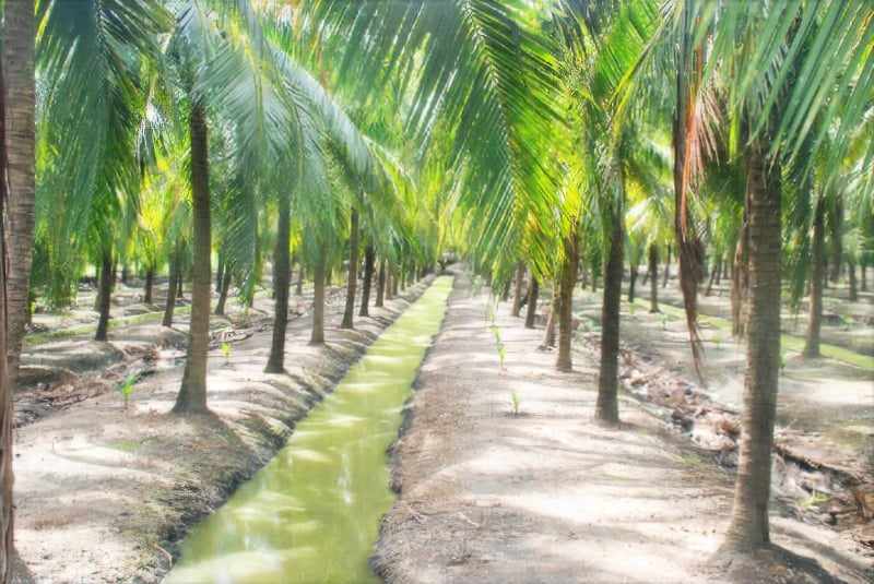 Cau Ke macapuno, a famous brand in Tra Vinh province, is produced according to the organic model.