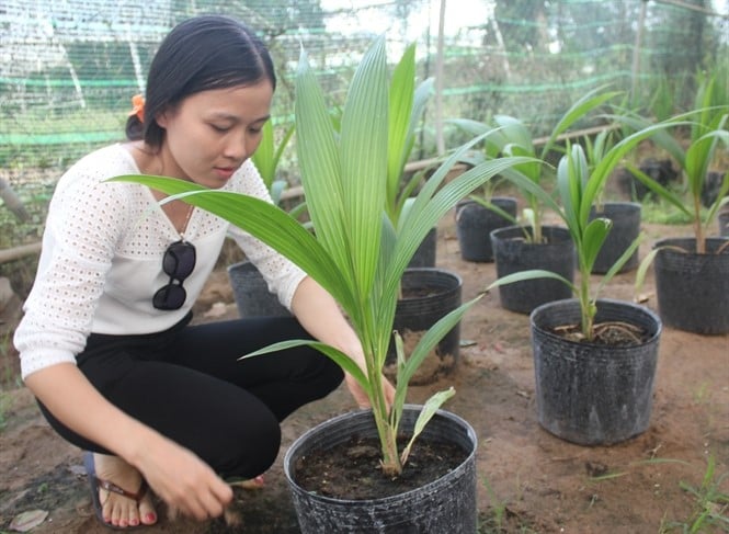 Embryo-cultured macapuno with high fruiting rate contributes to the development of Cau Ke macapuno brand.