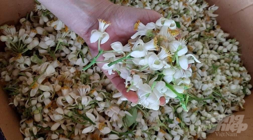 Hoa bưởi được ông Khải chưng cất làm nước hoa. Ảnh: Quốc Toản.