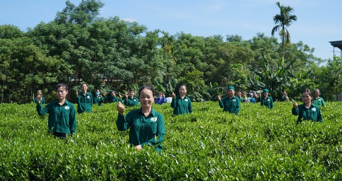Triết lý đi cùng nhau ở Hợp tác xã chè Hảo Đạt. Ảnh: Hoàng Anh.