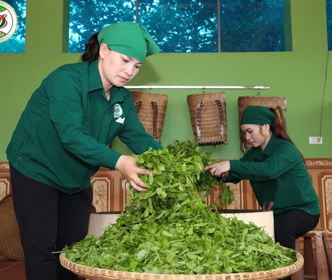 Nghề làm chè ở Tân Cương hôm nay. Ảnh: Toán Nguyễn.