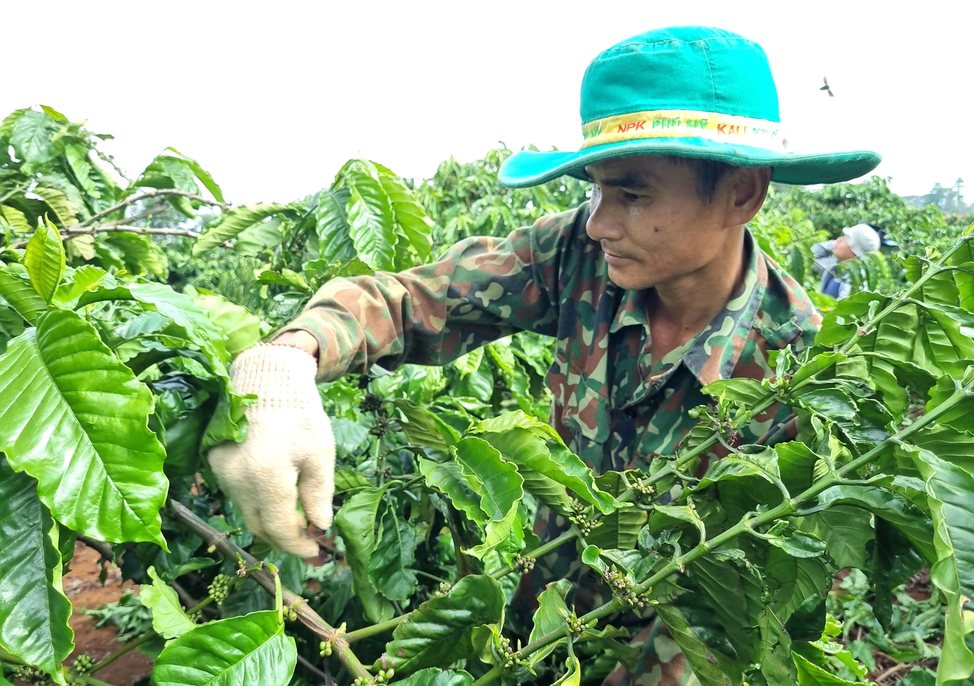Công ty Cà phê Ia Sao 2 sử dụng nguồn vốn vay đảm bảo, hiệu quả vào sản xuất kinh doanh. Ảnh: Tuấn Anh.