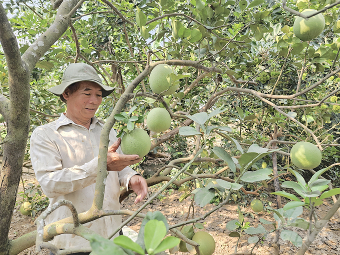 Duong Van Hoang's pomelo garden in Binh Hung hamlet, Bach Dang commune, cultivated according to the VietGAP process. Photo: Tuy Hoa.