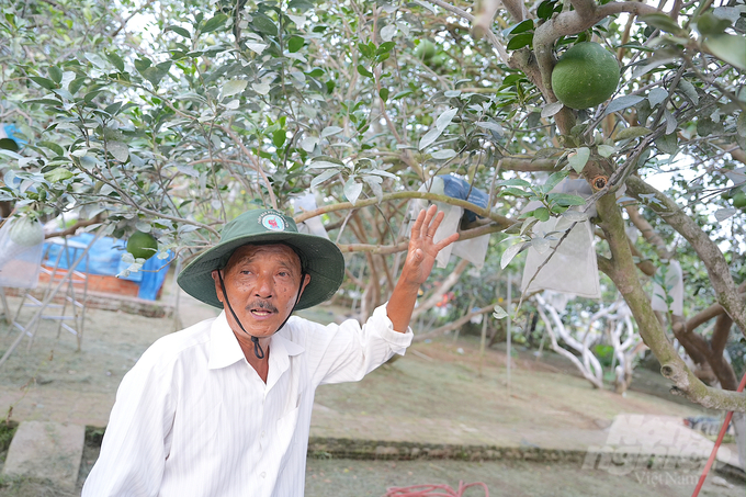He has experience in raising many batches of fruit at the same time on the same tree. This is a very difficult technique for the batches of fruit to have the same quality because each stage of fruit maturity has a different care process. Photo: Tuy Hoa.