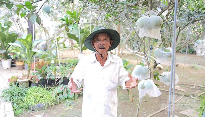 Old farmer Duong Van Minh is famous in Bach Dang isle for not only having knowledge and creating the most beautiful pomelo garden on the island but also for raising the value of pomelos and increasing his income. Photo: Hong Thuy.