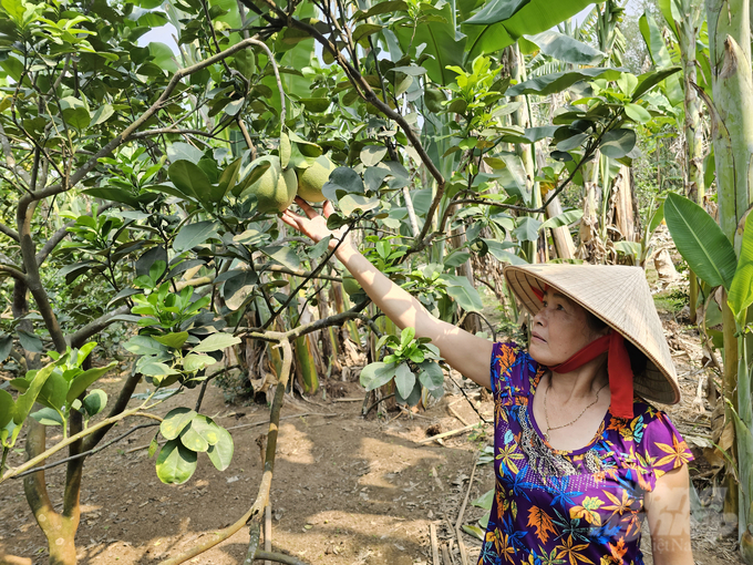 Ms. Phan Kim Vang (Mr. Hoang's wife): 'Although the yield is not high, the pomelo is very delicious. More importantly, the pomelo tree can grow old, not 15 years the tree dies'. Photo: Hong Thuy.