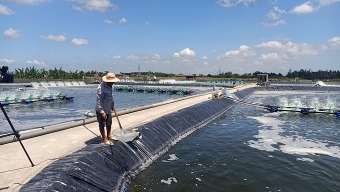 Hệ thống các ao nuôi được thiết kế hình tròn lót bạt HDPE xung quanh. Ảnh: Ánh Nguyệt.