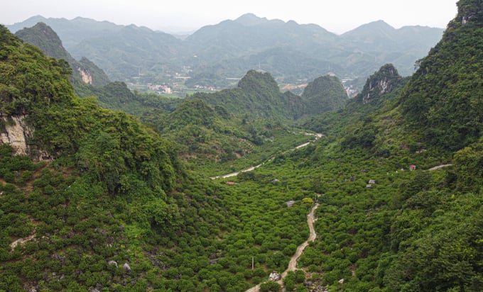 The EU Deforestation-Free Regulation (EUDR) sets forth requirements for the origin and provenance of many products. Photo: Tung Dinh.