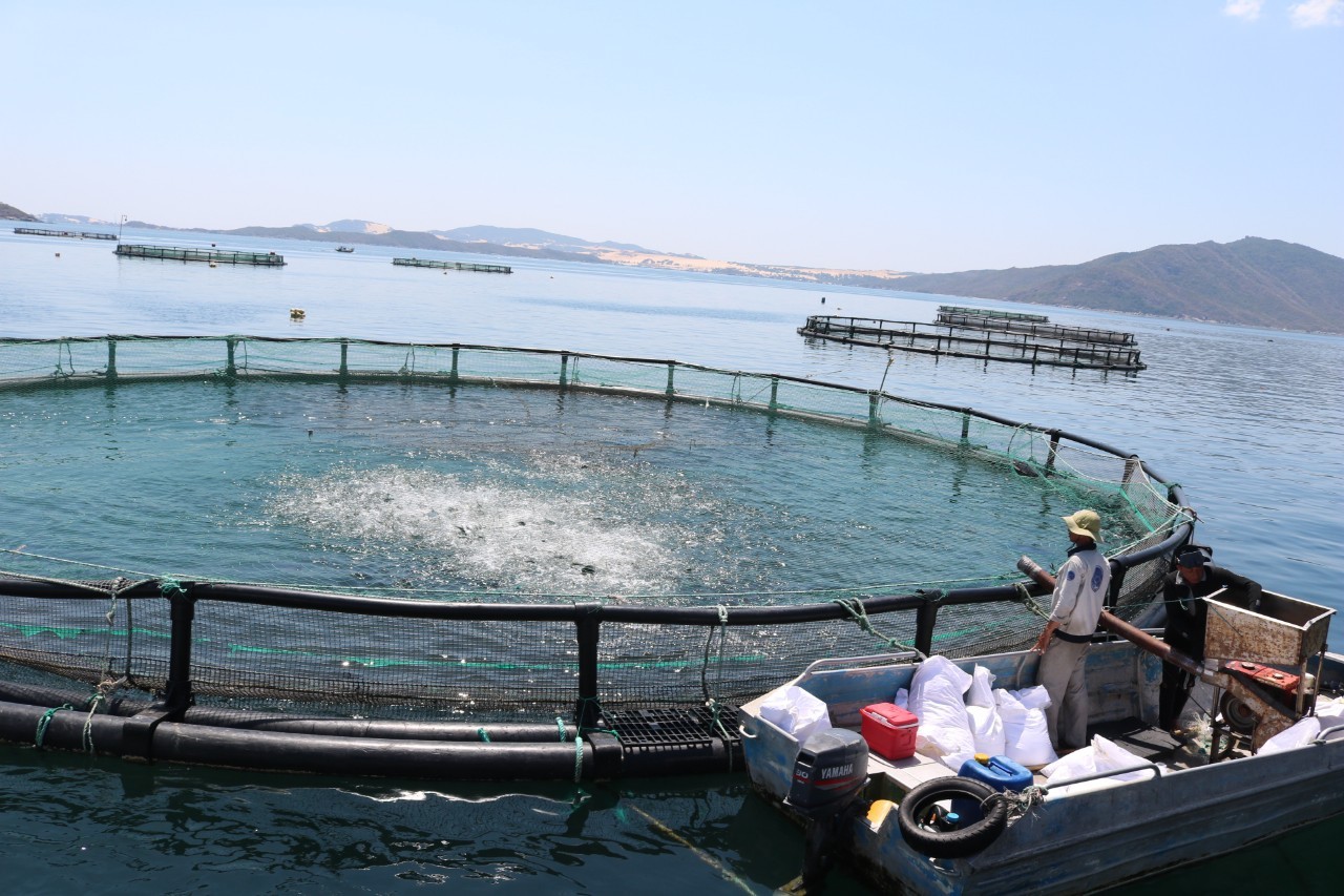 Aquaculture with HDPE cages on Van Phong bay in Khanh Hoa province. Photo: KS.