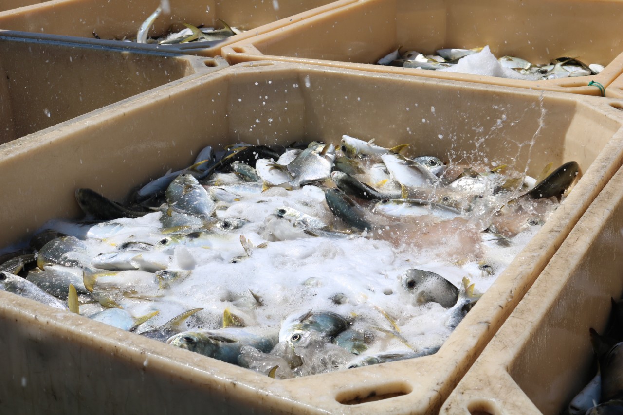 Yellowfin pompano farming by the Research Institute for Aquaculture No III. Photo: KS.