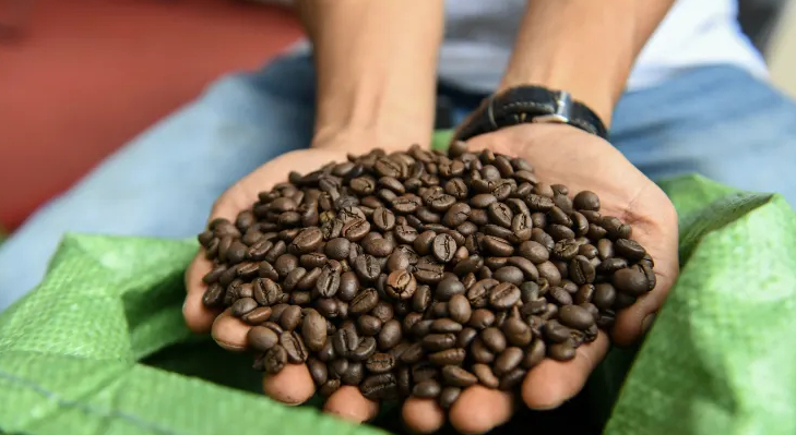 A man holding Robusta coffee beans at a coffee tasting fair in Buon Ma Thuot city in Daklak province, Vietnam. Bitter and earthy. fit for instant brews only. Photo: AFP