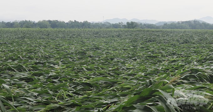 Natural disasters cause damage to agricultural production. Photo: Tuan Anh.