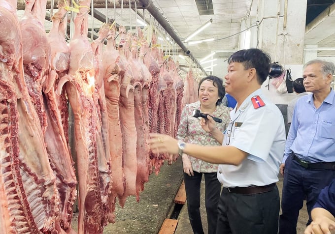 Local governments are instructed to strengthen the inspection and examination of animal health and food safety compliance for slaughterhouses. Photo: TQ.