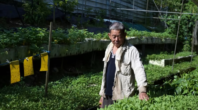 Liao Chuan Huat, founder of Quan Fa Organic Farm, walks through his farm while checking on his sprouts. Photo: CNA/Marcus Mark Ramos