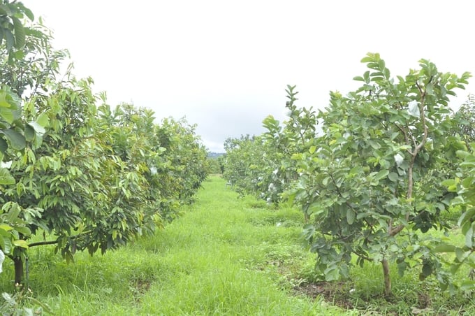 Mô hình đa canh đang được nhiều người dân ở Gia Lai hướng đến. Ảnh: Tuấn Anh.