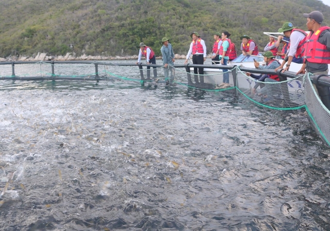 nuoi-bien-5-111959_27.jpg Việt Nam đầy tiềm năng phát triển nuôi biển. Ảnh: KS.