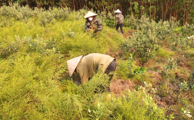 4-3-023501_948.jpg Cây sim và cây rành rành luôn chung sống hòa thuận, chở che cho nhau trên những quả đồi cằn cỗi. Ảnh: Huy Thư.