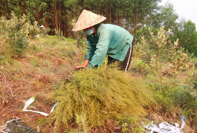 Cùng với cây sim tự nhiên, cây rành rành tạo công ăn việc làm với thu nhập khá cho người dân địa phương. Ảnh: Huy Thư.