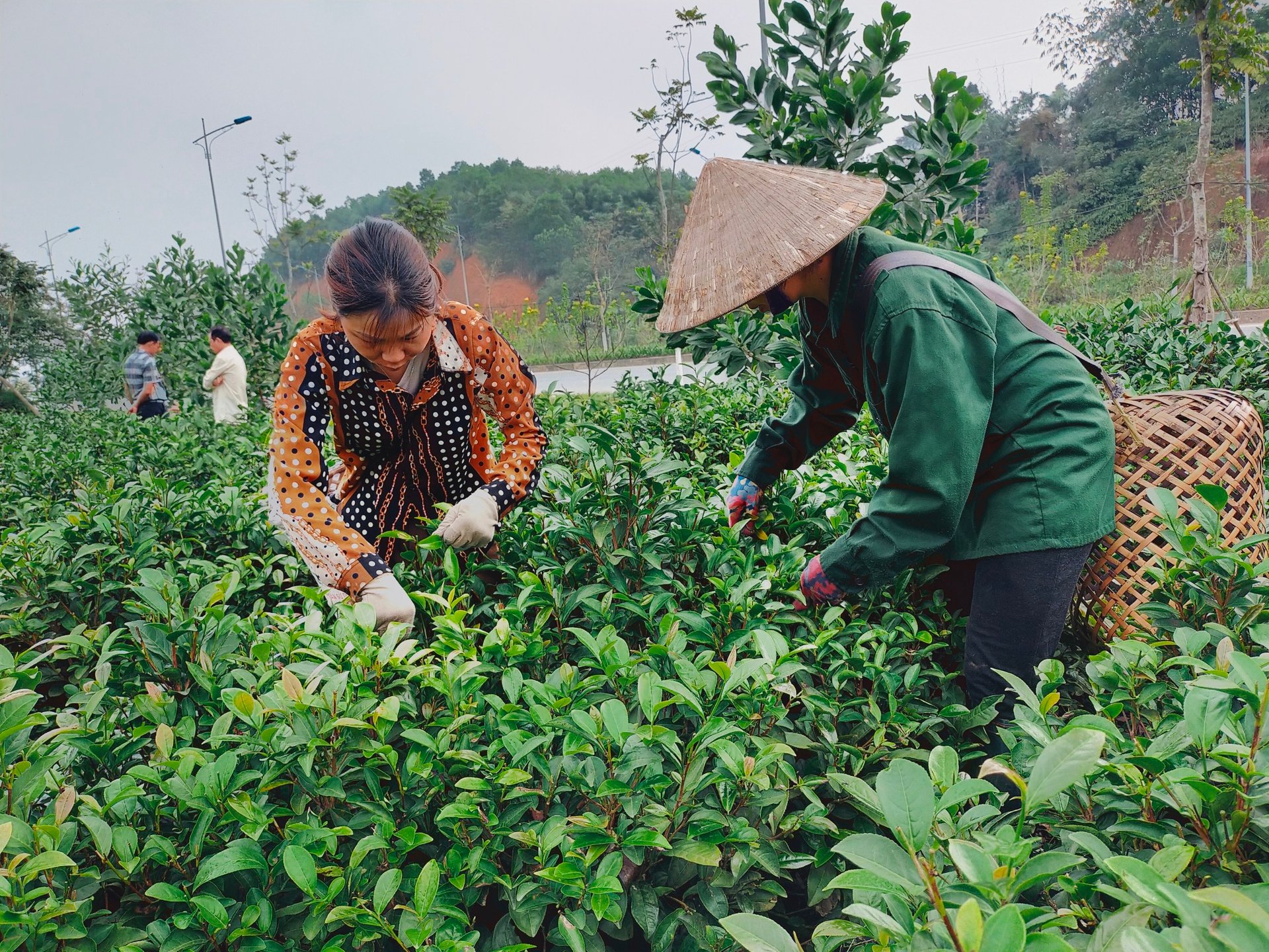 Người dân ở xã Bảo Hưng thu hái chè hoàn toàn thủ công. Ảnh: Hải Đăng.
