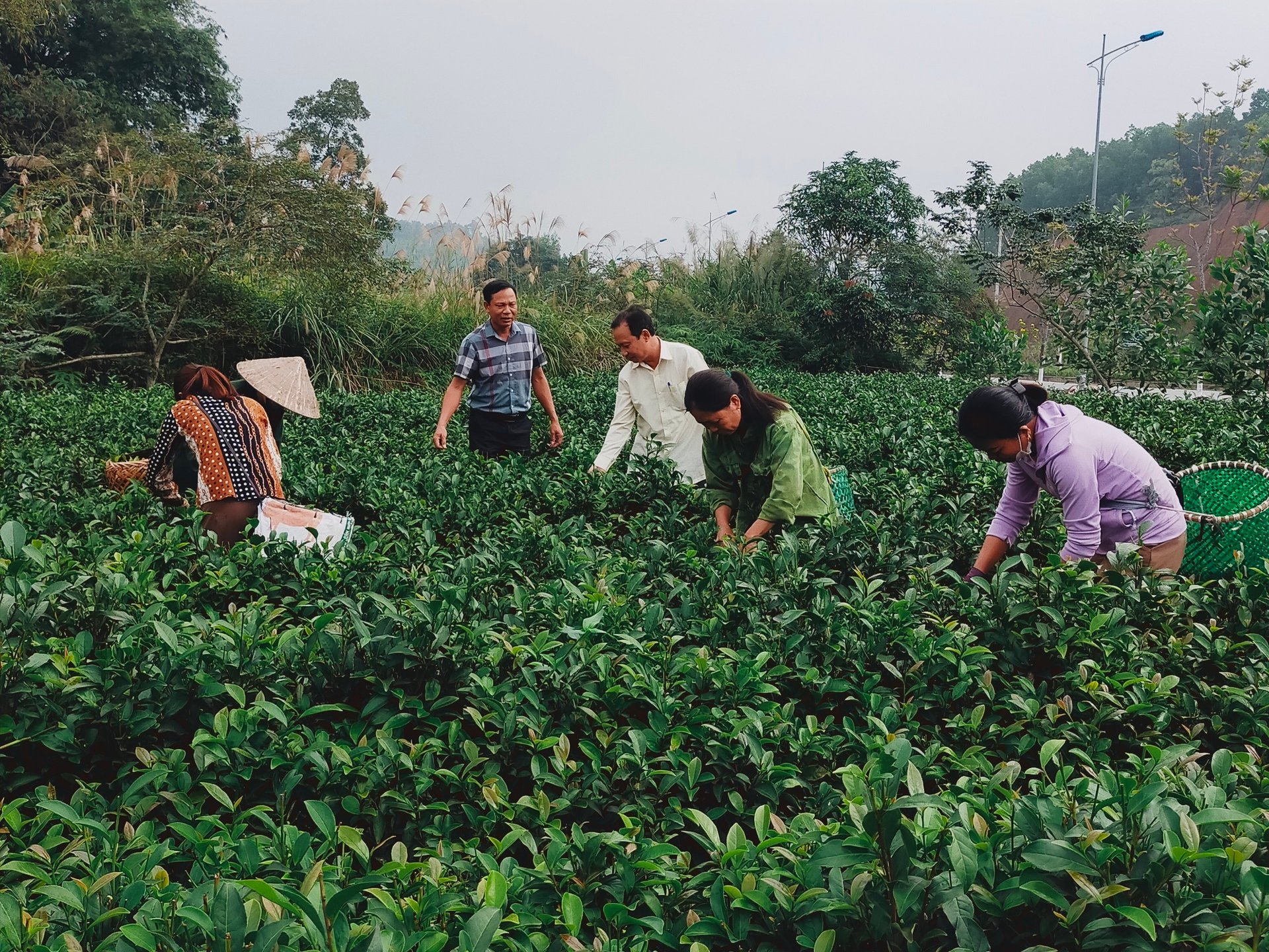 Người dân xã Bảo Hưng thu hái sản phẩm chè Bát Tiên. Ảnh: Thanh Tiến.