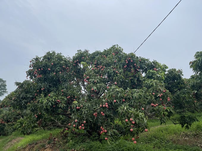 Ấn tượng đầu tiên là môi trường sinh thái, 'sức khỏe' cây vải tại mô hình vườn vải sản xuất theo hướng hữu cơ tại xã Quý Sơn, huyện Lục Ngạn, tỉnh Bắc Giang. Ảnh: Phạm Hiếu.