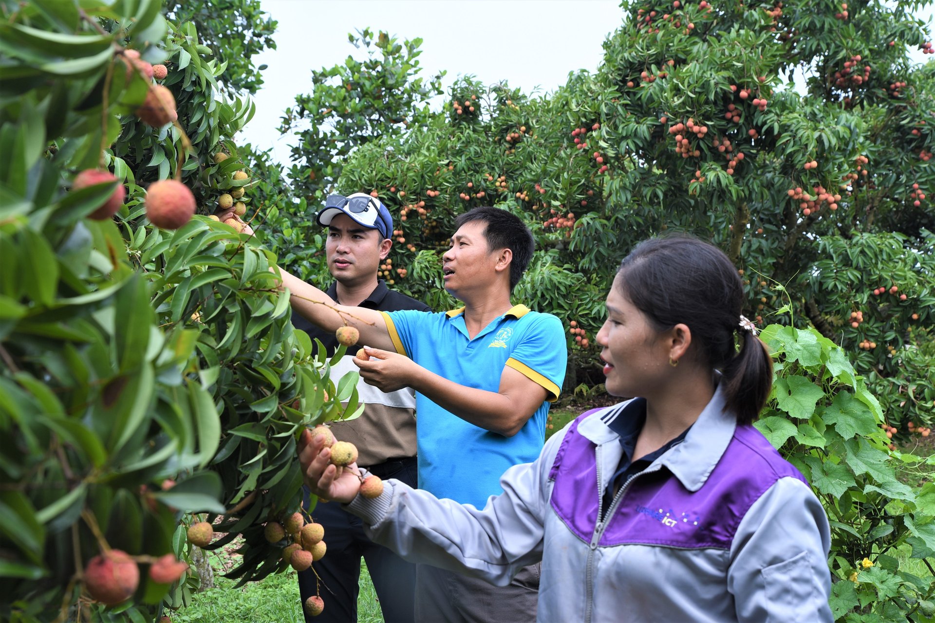 Doanh nghiệp và người dân tham quan vườn vải sản xuất theo hướng hữu cơ, chuẩn bị kế hoạch thu mua, xuất khẩu. Ảnh: Phạm Hiếu.