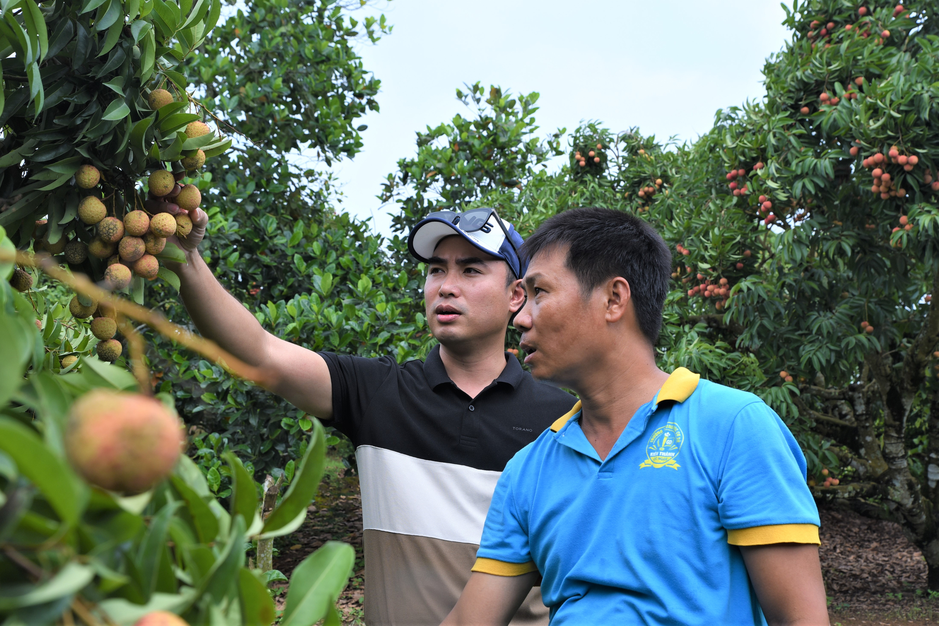 Anh Phạm Tiến Dũng (trái), Giám đốc Công ty Xuất nhập khẩu Phạm Gia Thái Bình đánh giá cao mô hình sản xuất vải thiều theo hướng hữu cơ của người dân xã Quý Sơn, huyện Lục Ngạn, tỉnh Bắc Giang. Ảnh: Trung Quân.