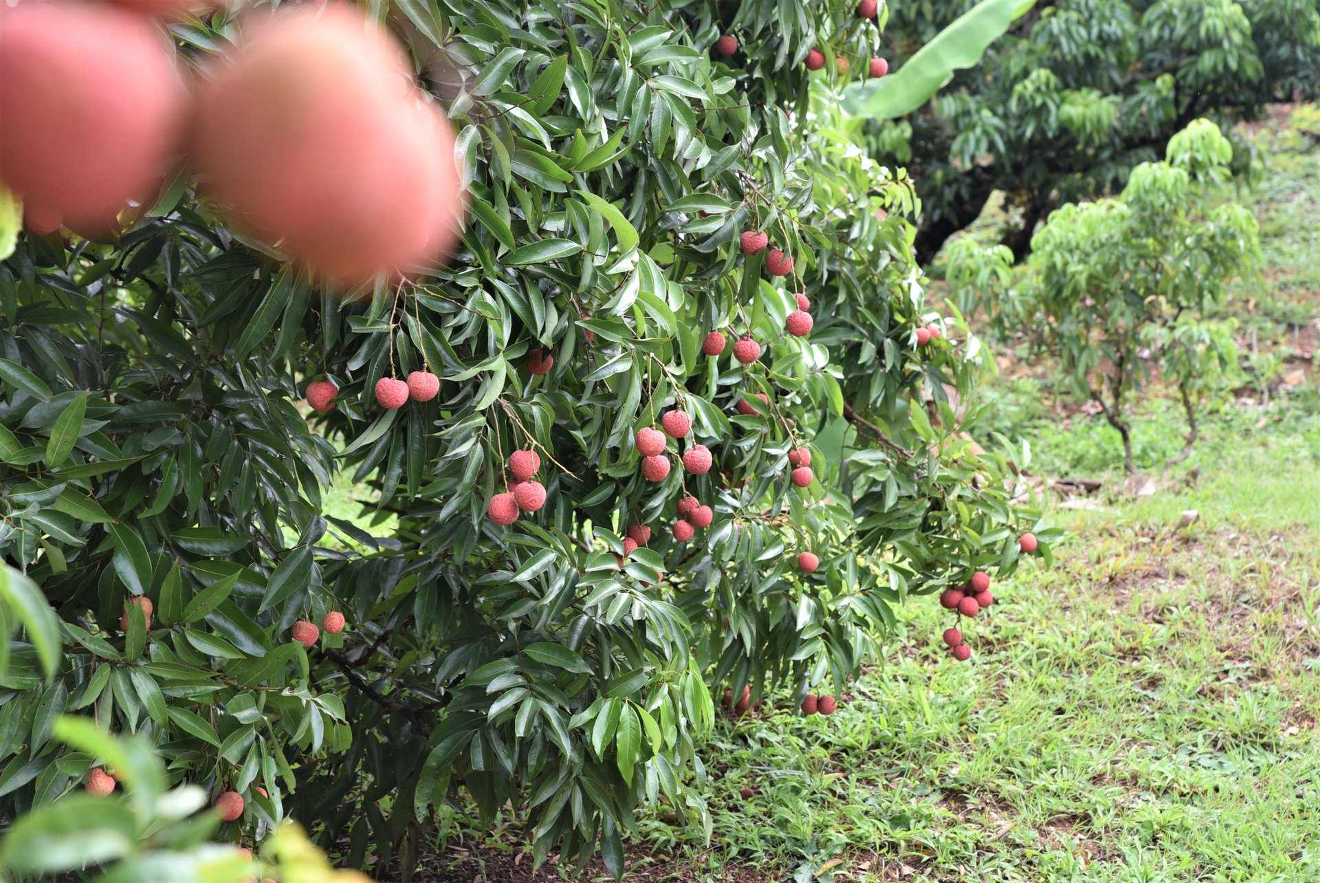 Vụ vải năm nay, kết quả lấy mẫu phân tích chỉ tiêu về chất lượng, mẫu mã của mô hình vải hữu cơ tại Lục Ngạn đều đạt các yêu cầu để xuất khẩu sang các thị trường khó tính. Ảnh: Trung Quân.
