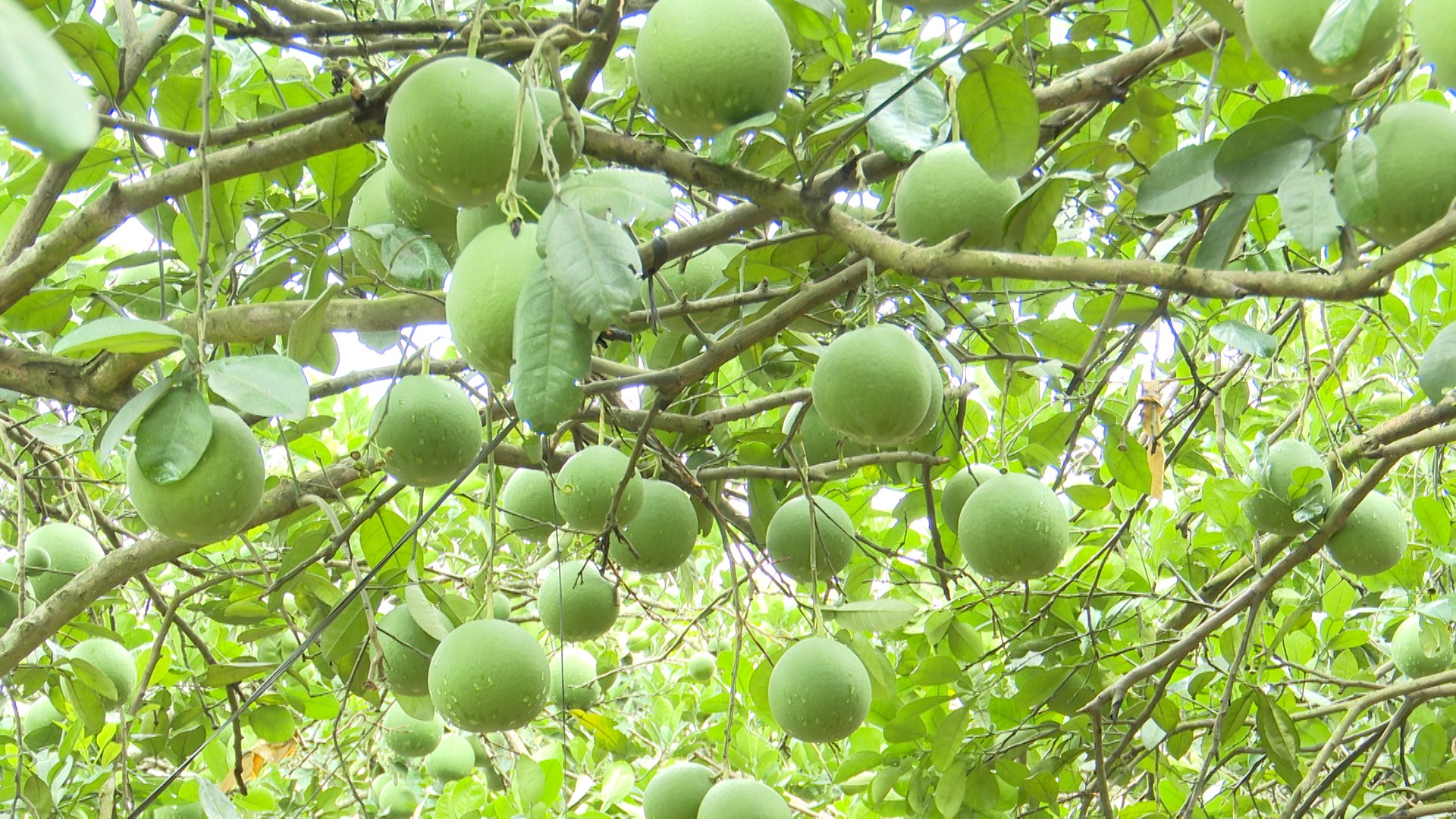 Sau 2 năm thực hiện canh tác theo quy trình hướng hữu cơ, áp dụng đồng bộ kỹ thuật, bưởi Diễn tại vườn nhà chị Nguyễn Thị Phương vừa ra quả sai, đồng đều, mẫu mã đẹp, không xuất hiện sâu bệnh gây hại. Ảnh: Phạm Huy. 