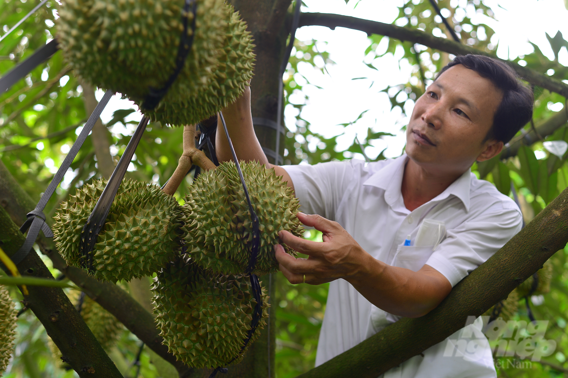 The area of durian in Da Huoai district currently reaches nearly 6 thousand hectares, of which the durian area for business is over 3.5 thousand hectares with an estimated output of 40 thousand tons. Photo: Minh Hau.