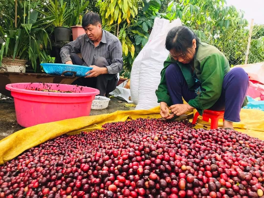 z4446950997357_21d81001a775182abbe062ee2820da50-235459_617.jpg Cà phê là mặt hàng nông sản chủ lực của tỉnh Kon Tum. Ảnh: Tuấn Anh.