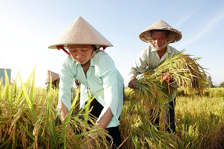 The livelihoods of approximately 2.2 billion people are linked to small-scale agriculture, being that it is the predominant form of agriculture in many developing and developed economies. Photo: TL.