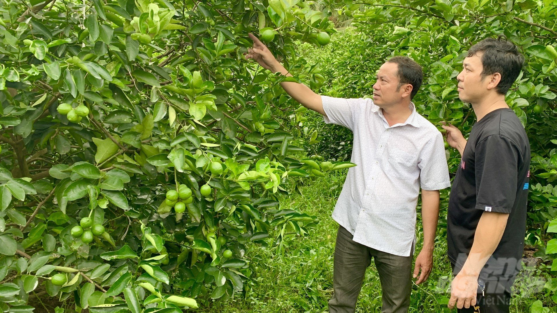 Growing seedless lemons helps many Tra Vinh farmers improve their economies. Photo: Ho Thao.