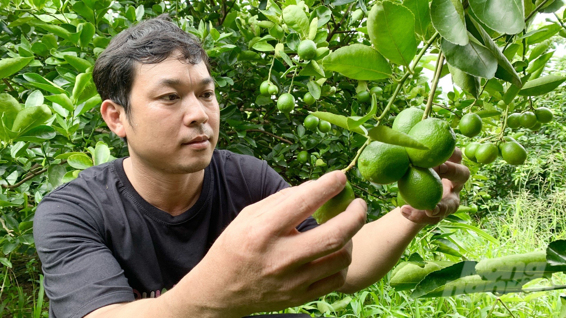 Seedless lemons are purchased by the cooperative at a stable price of VND10,000/kg or more. Photo: Ho Thao.