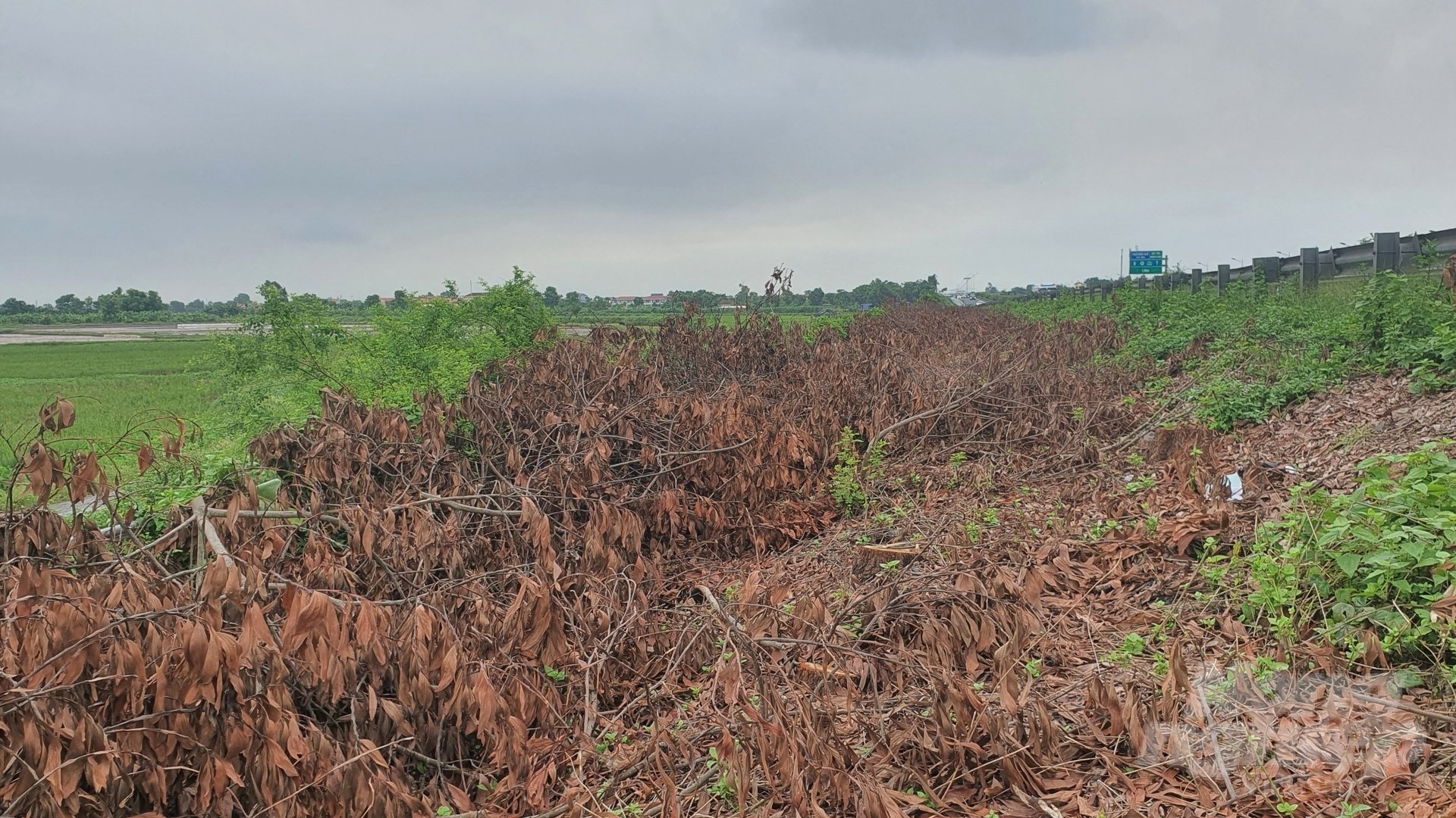 z4462360879875_5d5eab49b89fd7ff5a3057016c2d4992-184409_373.jpg Lá khô và khoảng trống sau khi hàng cây xanh bị chặt hạ. Ảnh: Kiên Trung.