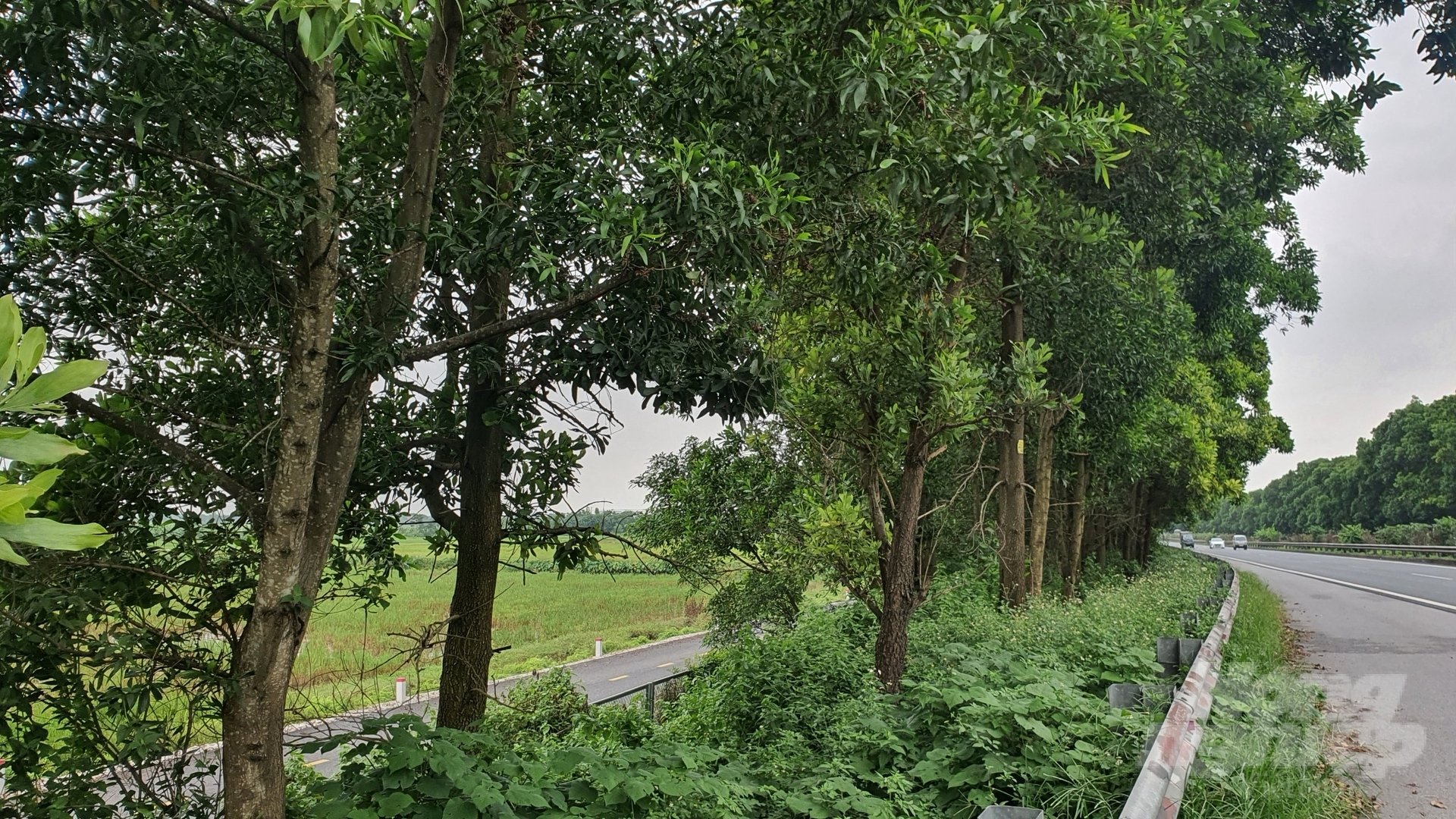 z4462360992032_c8ff23ba7102369851f61c374048ba30-184241_268.jpg Hàng keo tuổi đời hơn chục năm có đường kính thân lên tới 30cm đang bị đốn hạ. Ảnh: Kiên Trung.
