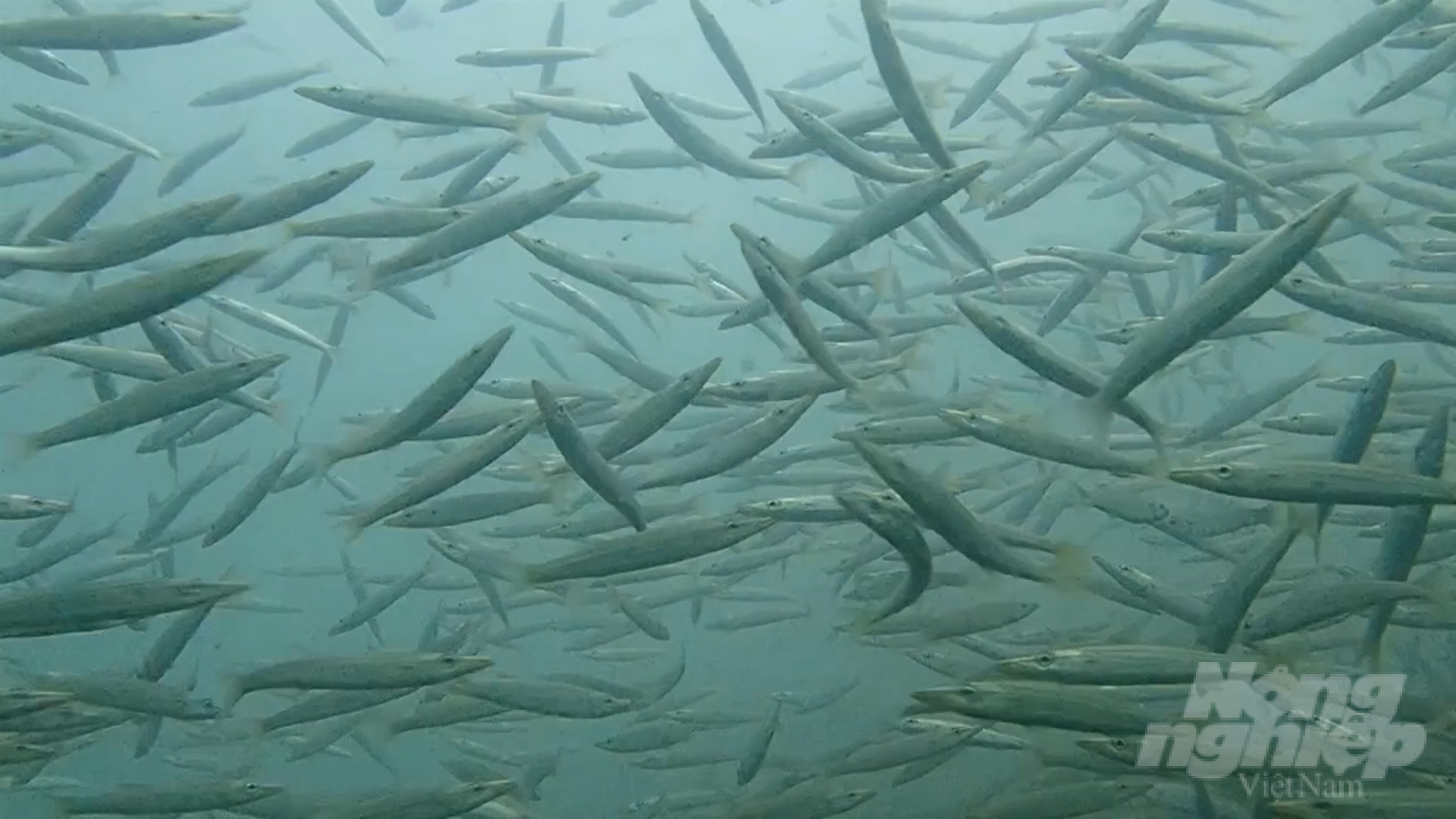 After the artificial reefs were released, the number of commercial species in the area skyrocketed, with 97 species, including 62 species of fish, 15 species of crustaceans and 20 species of molluscs. Photo: Trong Linh.
