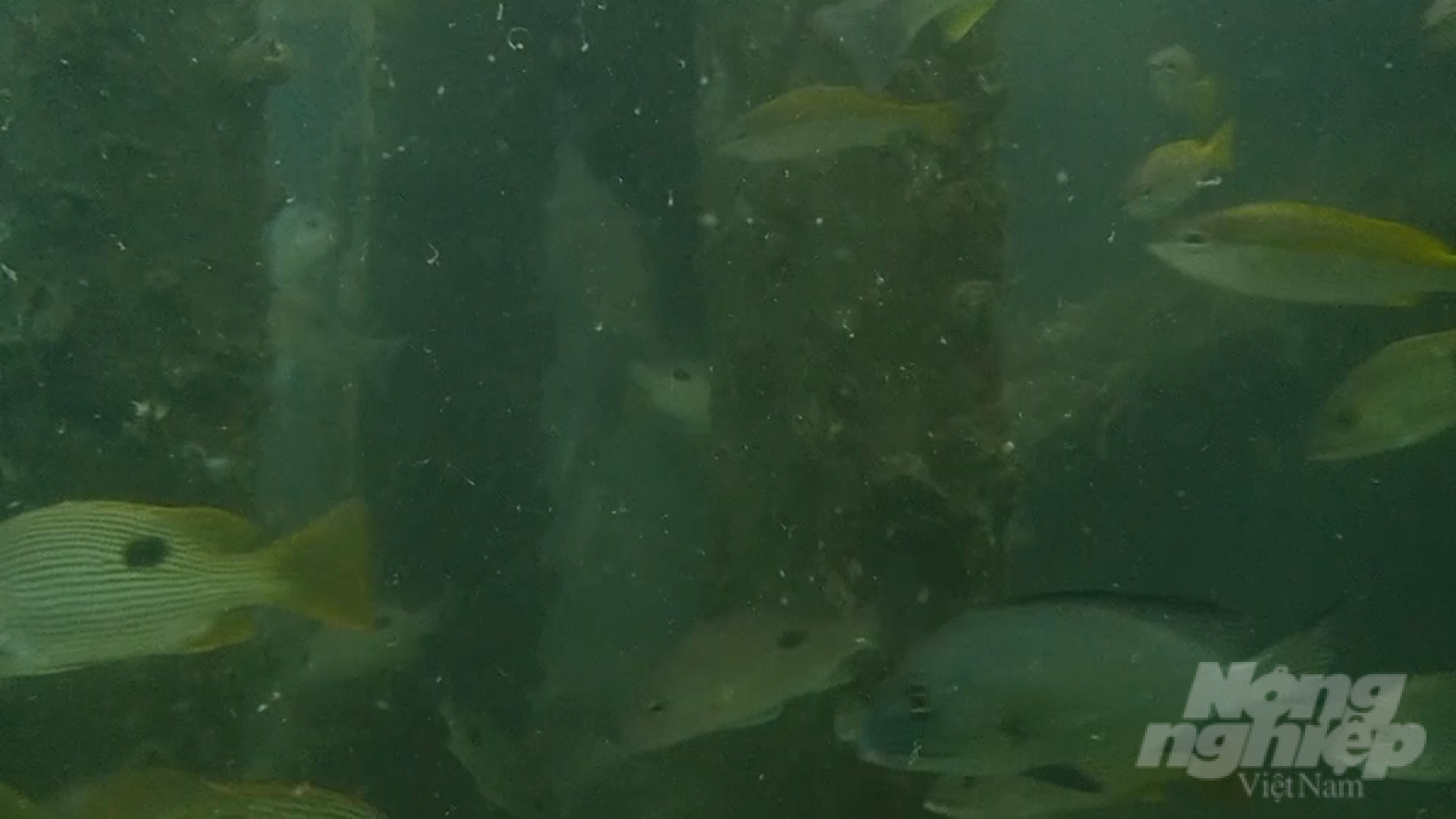 The fishery resources in the fishing grounds of Ca Mau province have greatly improved after the artificial reefs were released into the ocean. Photo: Trong Linh.