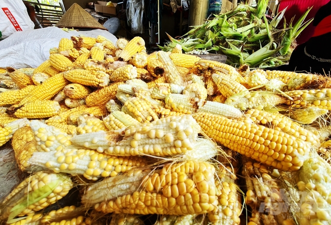 Nắng nóng kéo dài đã ảnh hưởng nghiêm trọng đến năng suất cây trồng trên địa bàn tỉnh Hà Giang. Ảnh: Đào Thanh.