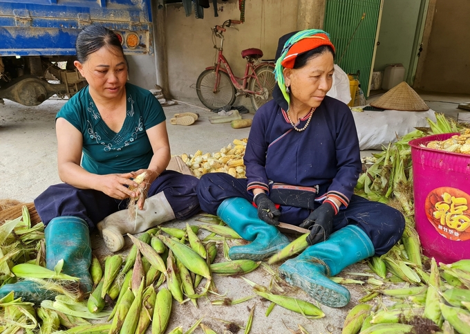 Dù ngô chưa già nhưng nhiều hộ dân ở huyện Bắc Quang đã phải thu hoạch để gieo trồng vụ mới. Ảnh: Toán Nguyễn.