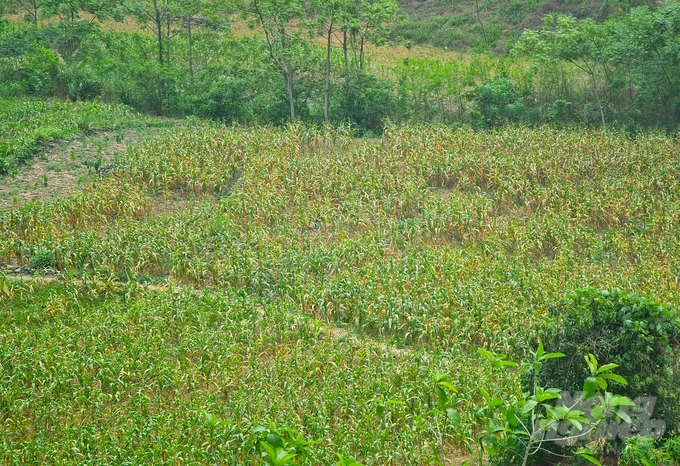 Hơn 3.700ha ngô trên địa bàn tỉnh Hà Giang bị khô héo do ảnh hưởng của nắng nóng. Ảnh: Đào Thanh.