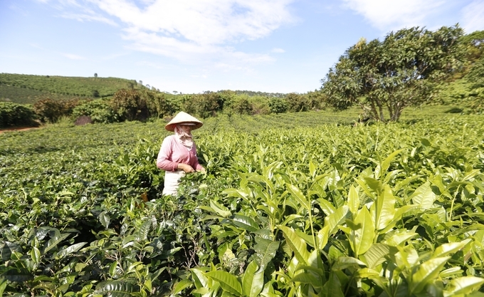 The agricultural sector of Lam Dong province is implementing programs to guide farmers to apply scientific and technical measures to production to improve productivity and quality. Photo: T.C.