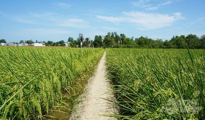 canh-dong-thu-nghiem-chon-tao-cac-giong-lua-st-cua-nhom-nghien-cuu-ks-ho-quang-cua-anh-huu-duc-111155_578.jpg Cánh đồng thử nghiệm, chọn tạo các giống lúa ST của kỹ sư Hồ Quang Cua. Ảnh: Hữu Đức.