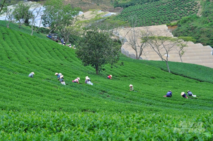Đến cuối năm 2022, toàn tỉnh Lâm Đồng có trên 11 nghìn ha chè với sản lượng đạt trên 160 nghìn tấn. Ảnh: Minh Hậu.