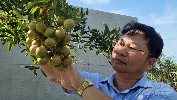 Hiện hầu hết các nông hộ trồng nhãn trên địa bàn huyện Đất Đỏ đã chuyển sang sử dụng các sản phẩm phân hữu cơ đã qua xử lý, giúp vườn nhãn cho năng suất và chất lượng vượt trội. Ảnh: Lê Bình.