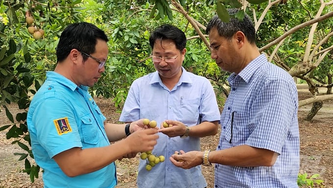 Những vườn nhãn giá trị thấp như đã 'hồi sinh', cho năng suất, chất lượng cao sau khi áp dụng đồng bộ gói kỹ thuật canh tác. Ảnh: MS.