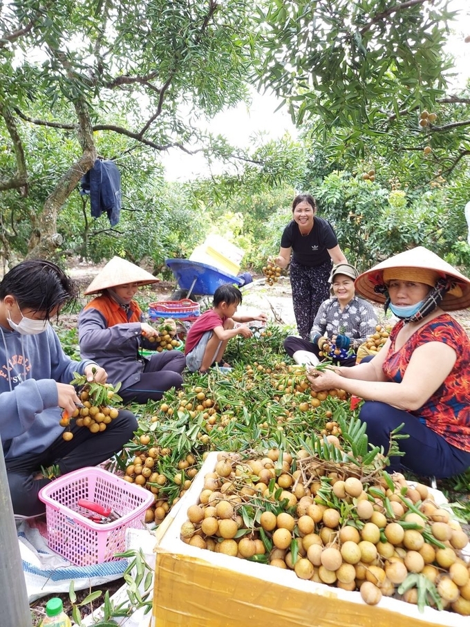 Vào mùa thu hoạch nhãn, nông dân phấn khởi vì nhãn vừa được mùa, vừa được giá. Ảnh: Minh Sáng.
