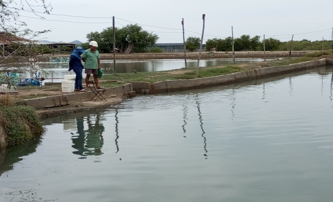 Ông Minh (phải) đang kiểm tra ao nuôi. Ảnh: Thanh Linh.