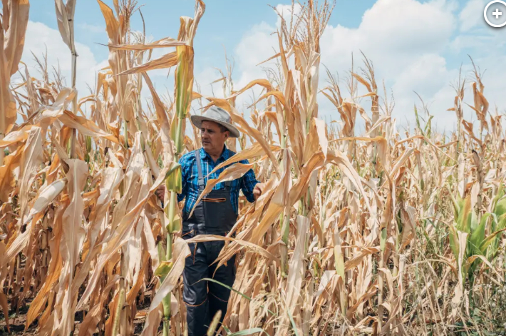 Even with the decrease in wheat production from the recent droughts, Schemm says the country won’t run out of wheat. Photo: Getty Images